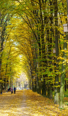 golden autumnal forest with sunbeamsの写真素材