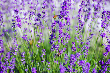 Selective focus on the lavender flower in the flower garden - lavender flowers lit by sunlight.の写真素材
