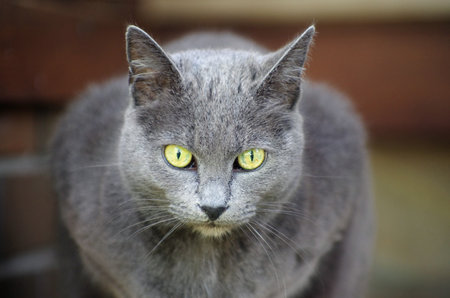 Beautiful gray street cat outdoorsの写真素材