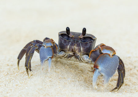 crab on tropical beachの写真素材