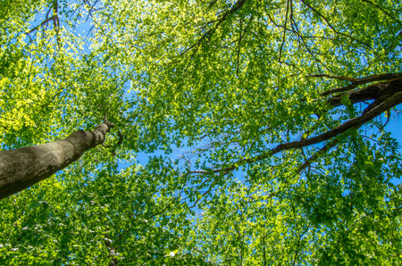 beautiful forest landscape in the morning