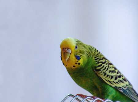 A parrot. A wavy parrot in green color.の写真素材