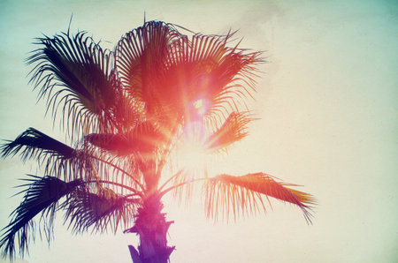 Sun over green palm leaves.の写真素材