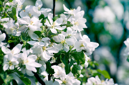 close up on twig of blooming white flowersの写真素材
