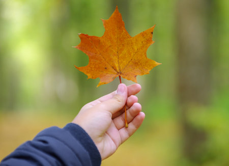 Hand holding a yellow, golden leaf in early autumn.