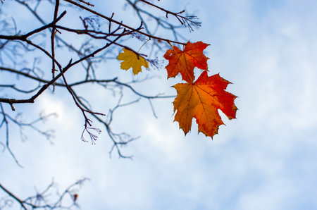 Tree with one yellow single leaf and winter branches covered with snow