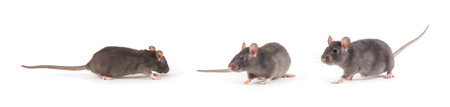 rat close-up isolated on white backgroundの写真素材
