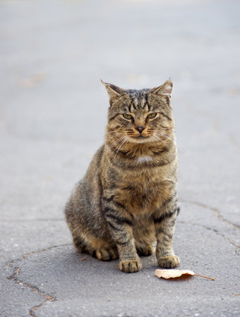 Gray cat sits on the ground.の写真素材