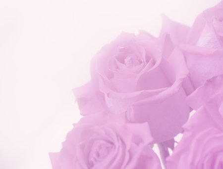 Flowers of roses in soft style for backgroundの写真素材