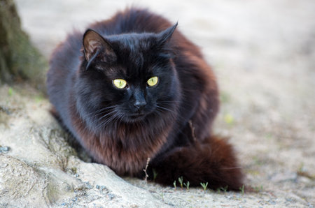 Black cat sitting on a streetの写真素材
