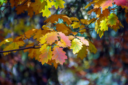 Yellow maple leaves on a twig in autumn