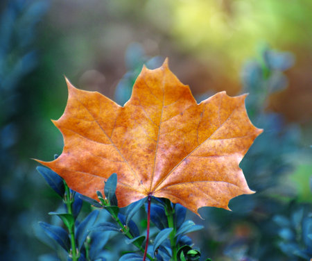 Beautiful Colorful Autumn Leaves background