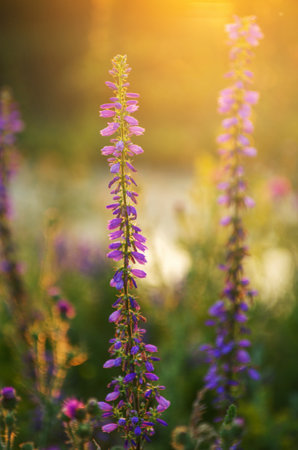 Soft pink meadow flower on sunrise nature backgroundの写真素材