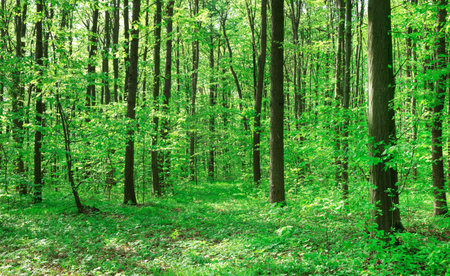 forest trees. nature green wood sunlight backgroundsの写真素材