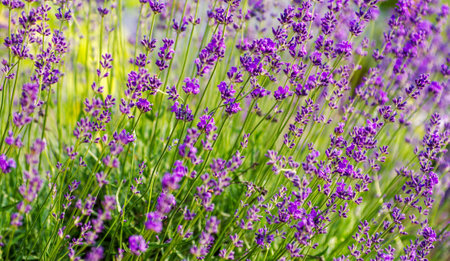Selective focus on the lavender flower in the flower garden - lavender flowers lit by sunlight.の写真素材