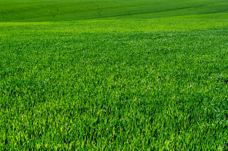 green grass background with selective focusの写真素材