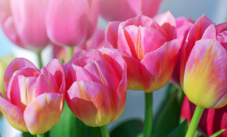 Beautiful pink tulip background textureの写真素材