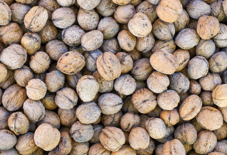 Closer looking at walnuts. background.の写真素材