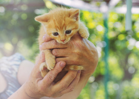Beautiful red cat with blue eyesの写真素材