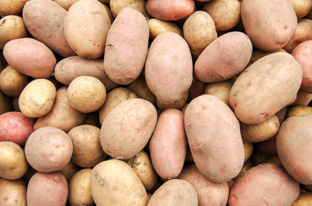 harvesting potatoes on an agricultural fieldの写真素材
