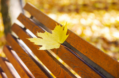 Autumn maple leaf on a brown park bench with sunlight.の写真素材