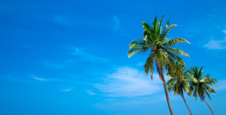 Coconut tree on the sky backgroundの写真素材