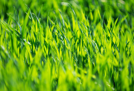 green grass background with selective focusの写真素材