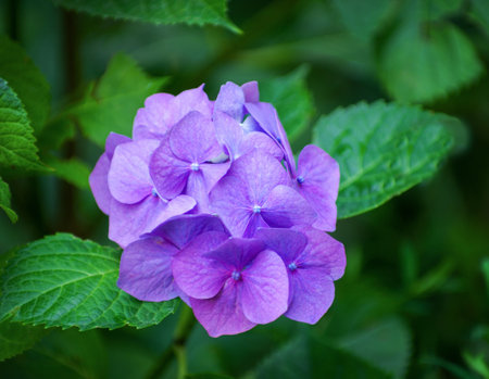 Violet hydrangea flowers close upの写真素材