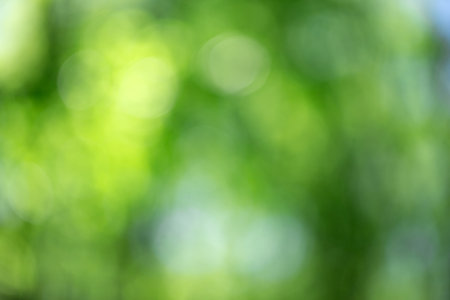 Green bokeh background from nature forest out of focusの写真素材