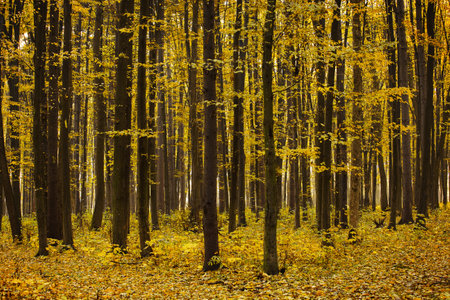 autumn forest and footpathの写真素材