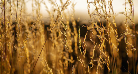 dry grass at sunset on a warm summer eveningの写真素材