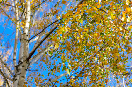yellow birch tree foliage in autumnal morningの写真素材