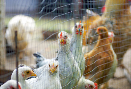 chicken near the fence on the farmの写真素材