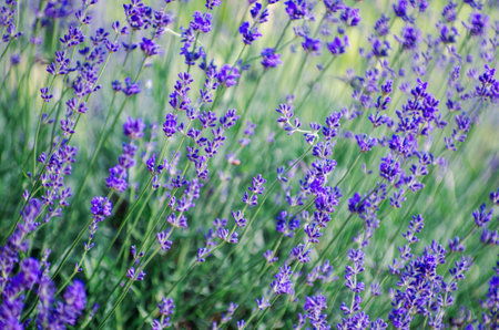 Selective focus on the lavender flower in the flower garden - lavender flowers lit by sunlight.の写真素材
