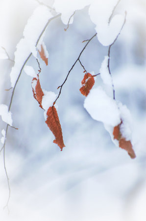 leaves yellow in the tree, winter covered snowの写真素材