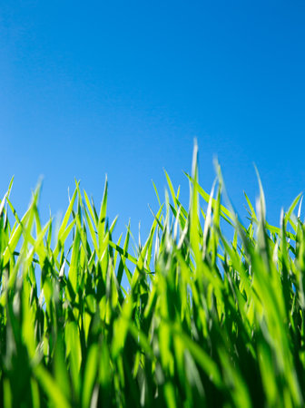 Green grass against the blue skyの写真素材