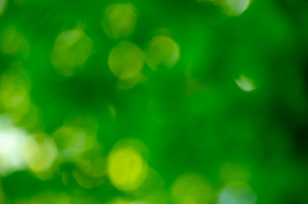 Green bokeh background from nature forest out of focusの写真素材