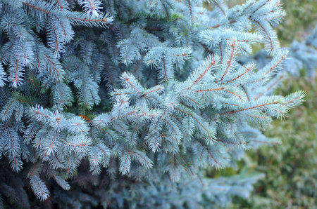 Blue spruce background. coniferous tree. selective focus.の写真素材