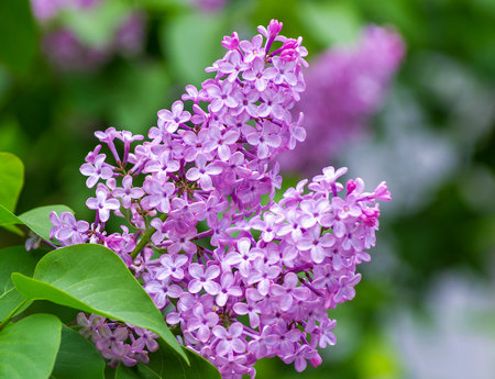 Blossom lilac flowers in spring.の写真素材