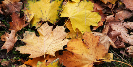 Yellow maple leaf on the ground in autumn sunlightの写真素材