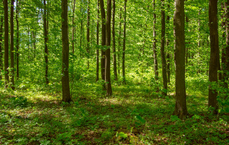 forest trees. nature green wood sunlight backgroundsの写真素材