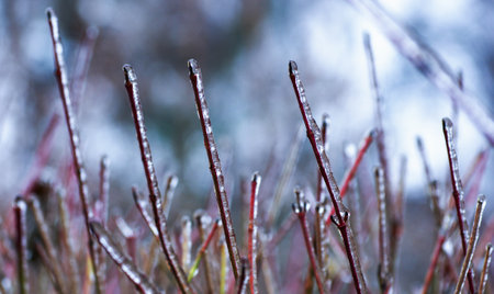 Frozen bare branches of trees. winter background.の写真素材