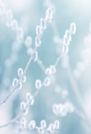beautiful fluffy sprig of willow blossomed in early spring
