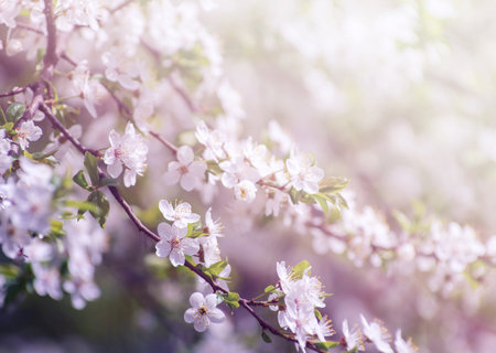 Cherry branch with beautiful backgroundの写真素材