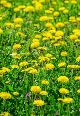 yellow flowers on a meadowの写真素材