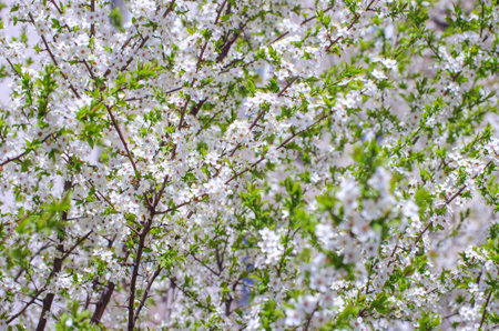 Cherry branch with beautiful backgroundの写真素材