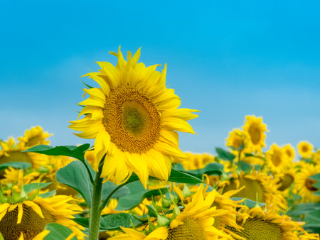 Sunflower Farm Beautiful yellow Bright blue skyの写真素材