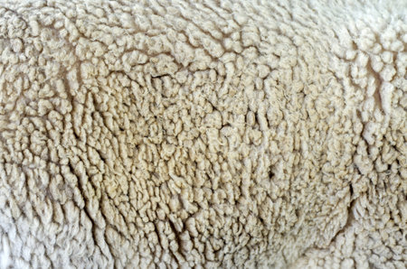 Close up texture of warm fur of sheep wool skin