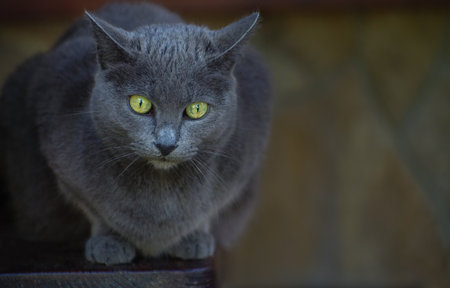 Beautiful gray street cat outdoorsの写真素材