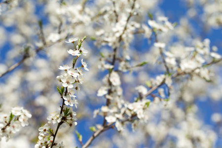 Beautiful cherry blossom sakura in spring time over sky